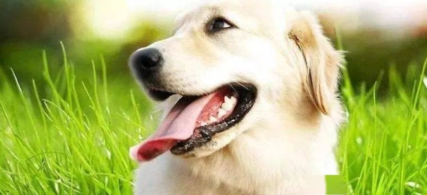 狗狗健康警訊 狗狗健康警訊