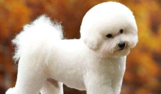 比熊犬貴賓犬差異 比熊犬貴賓犬差異