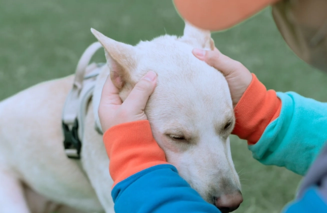老年犬站立困難 老年犬站立困難