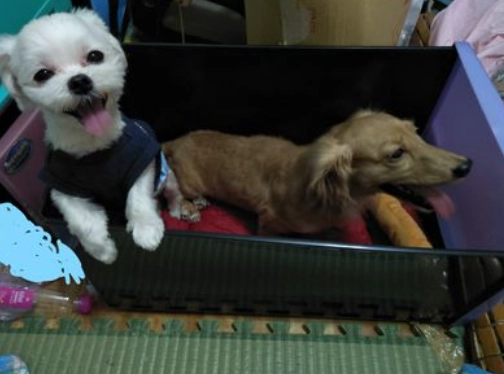 狗狗椎間盤突出症狀 狗狗椎間盤突出症狀