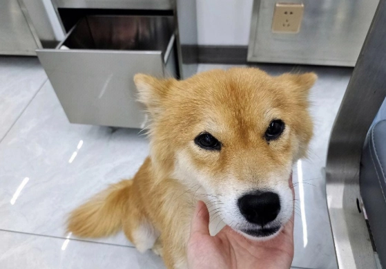 狗討厭摸屁股 狗討厭摸屁股