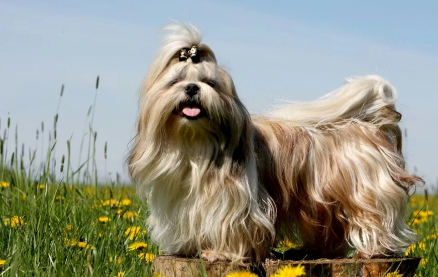 拉薩犬西施犬比較 拉薩犬西施犬比較