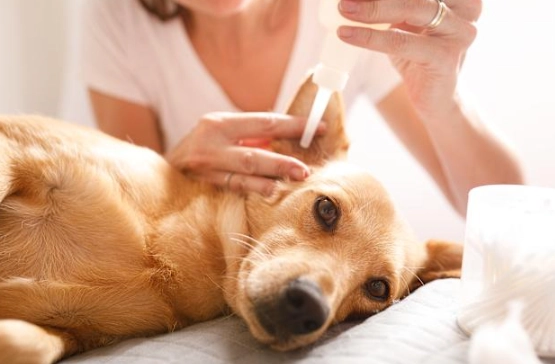 犬耳垢黑色原因 犬耳垢黑色原因