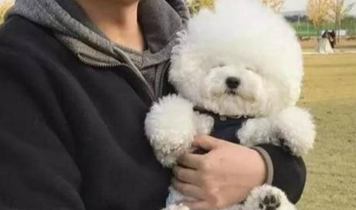 狗血尿處理 狗血尿處理