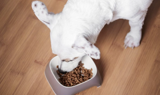 狗狗進食變慢原因 狗狗進食變慢原因