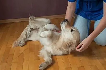 狗血尿處理 狗血尿處理
