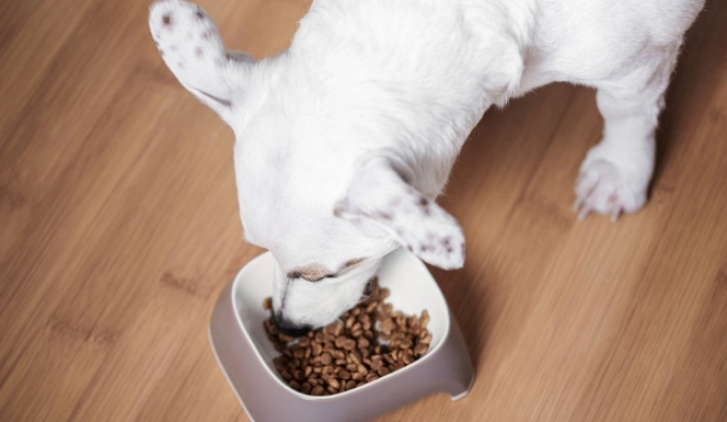 幼犬饮食问题 幼犬饮食问题