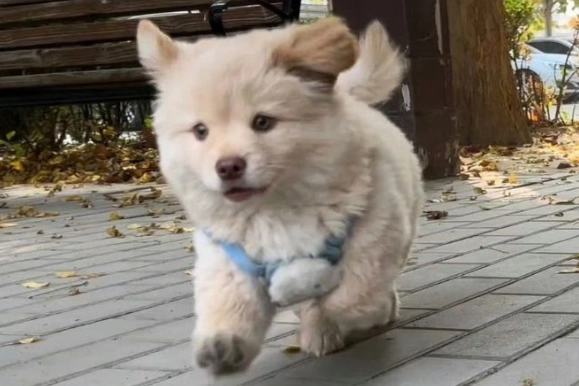 小狗咳嗽症狀 小狗咳嗽症狀