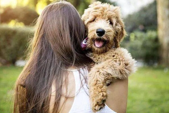 狗狗喘氣原因 狗狗喘氣原因