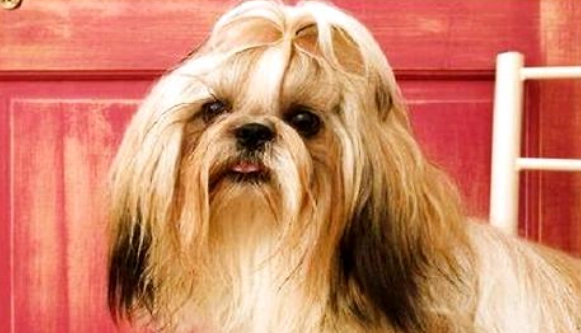 拉薩犬性格特點 拉薩犬性格特點
