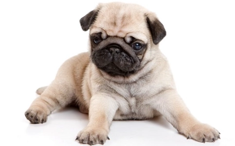 巴哥犬呼吸聲大 巴哥犬呼吸聲大