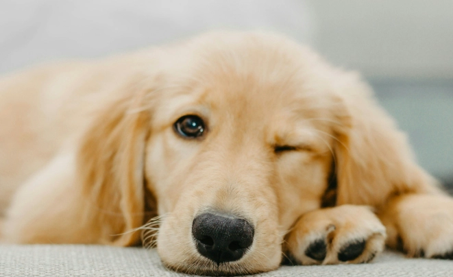 狗狗耳朵護理 狗狗耳朵護理