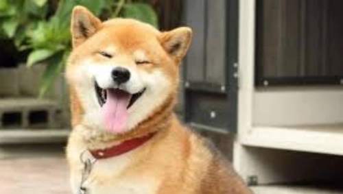 狗狗伸舌头原因 狗狗伸舌头原因