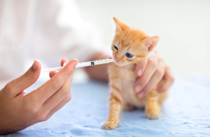 貓咪健康照護 貓咪健康照護
