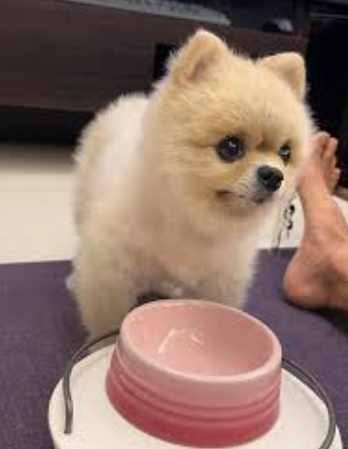 狗狗心脏病限水 狗狗心脏病限水