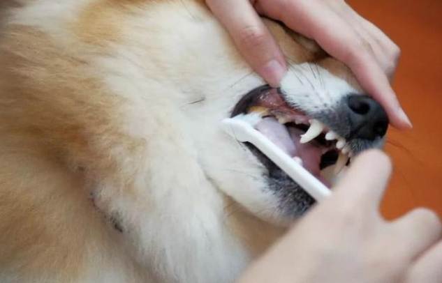 狗狗流口水原因 狗狗流口水原因