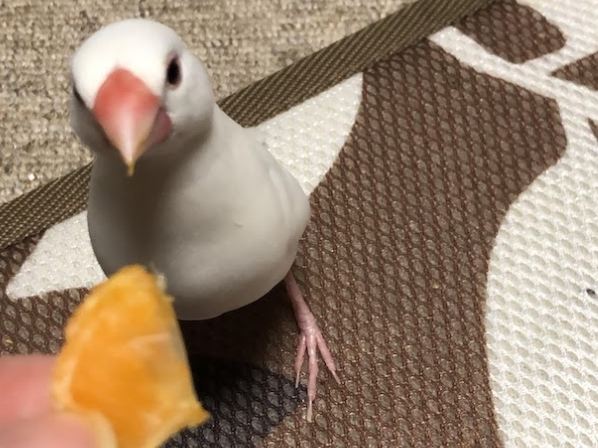 文鳥水果清單 文鳥水果清單