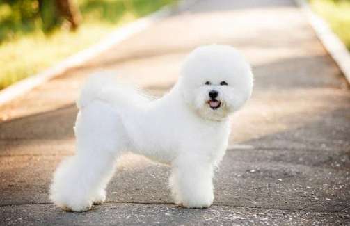 比熊犬黏人 比熊犬黏人