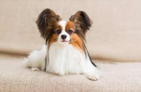 蝴蝶犬吉娃娃特徵