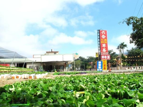 台灣草莓農場 台灣草莓農場