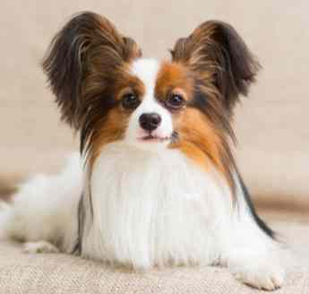 小型犬飼養
