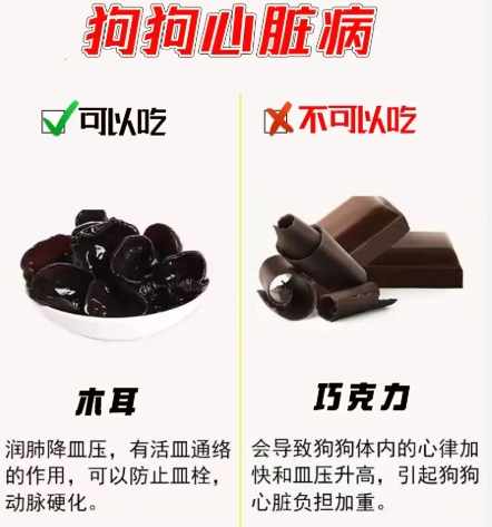 木耳對狗的好處 木耳對狗的好處
