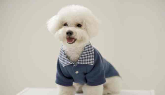 比熊犬護理 比熊犬護理