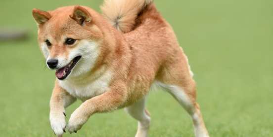 柴犬飼養