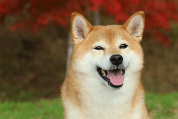 柴犬規矩
