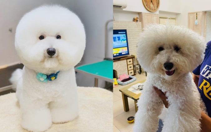 小型犬選擇 小型犬選擇