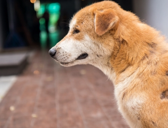 狗皮膚濕疹