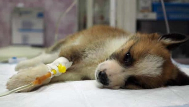 犬心絲蟲後遺症管理 犬心絲蟲後遺症管理
