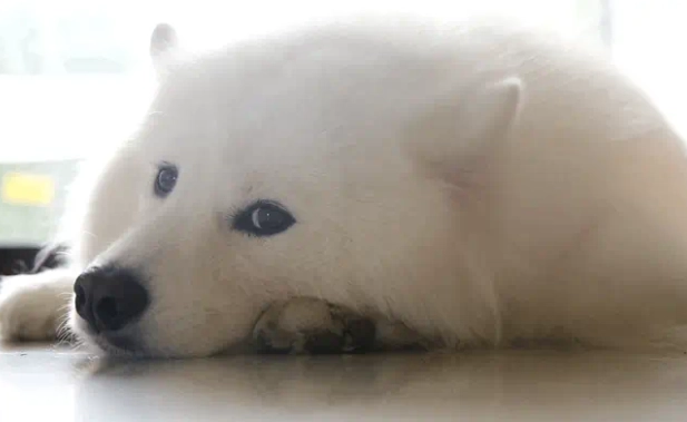 犬認知功能障礙 犬認知功能障礙