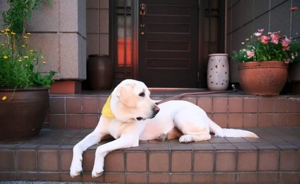 如何與狗建立好關係 如何與狗建立好關係