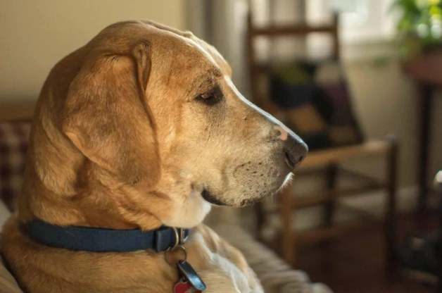 犬認知功能障礙 犬認知功能障礙
