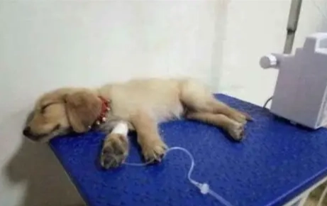 狗胰臟炎點滴治療 狗胰臟炎點滴治療