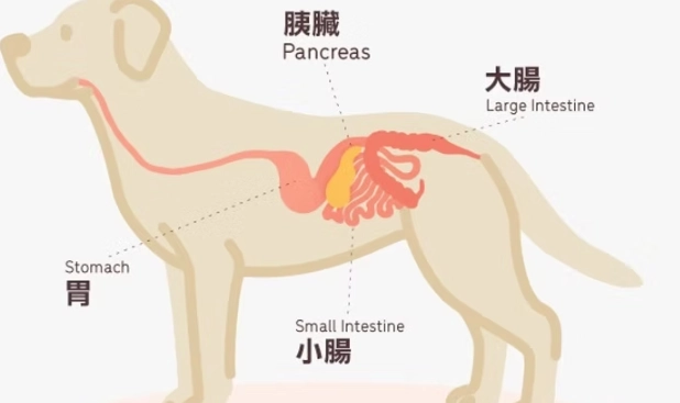胰臟炎脫水治療 胰臟炎脫水治療