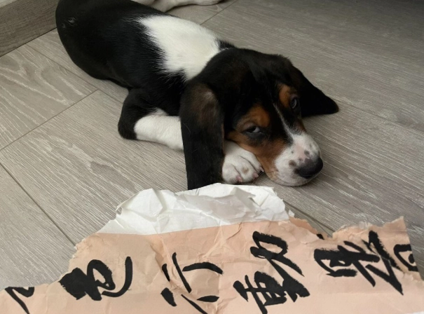 犬前庭神經炎治療 犬前庭神經炎治療