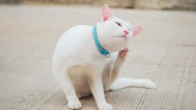 貓濕疹治療 貓濕疹治療