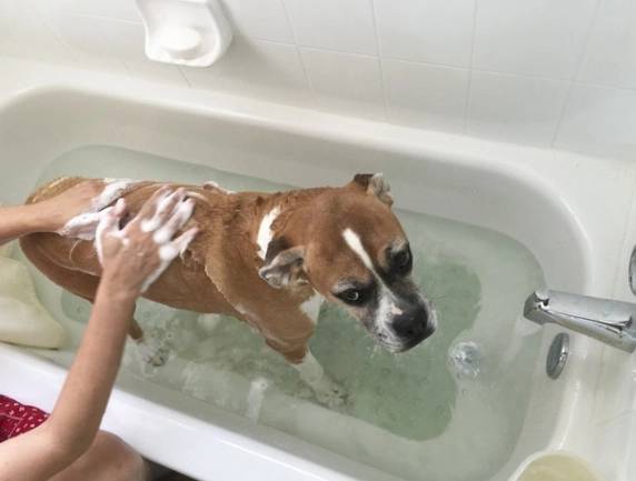 狗狗洗澡溫度 狗狗洗澡溫度