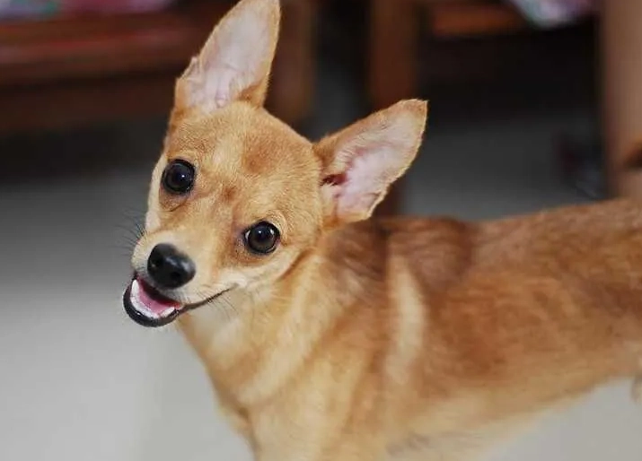 狗狗眩暈護理 狗狗眩暈護理