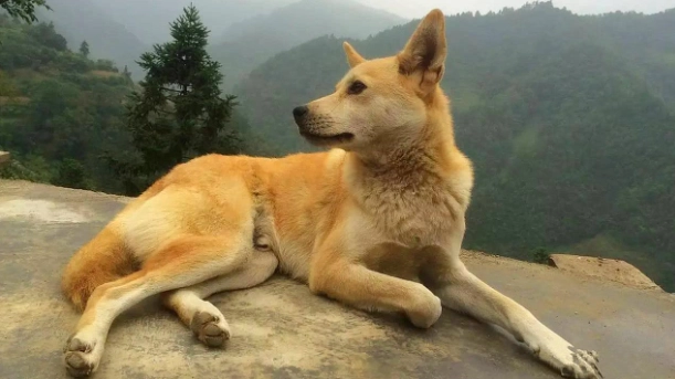 狗前庭神經炎症狀 狗前庭神經炎症狀