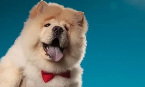 如何知道狗狗愛你 如何知道狗狗愛你