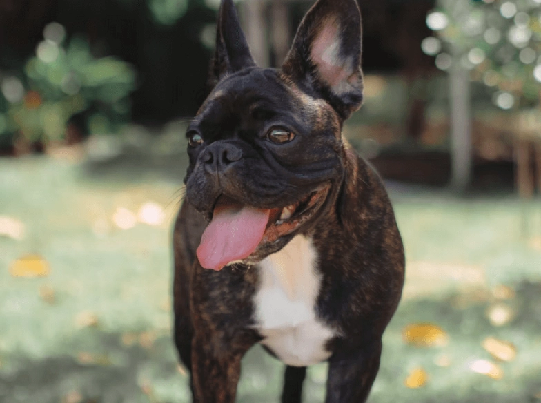 犬疥癬蟲治療 犬疥癬蟲治療