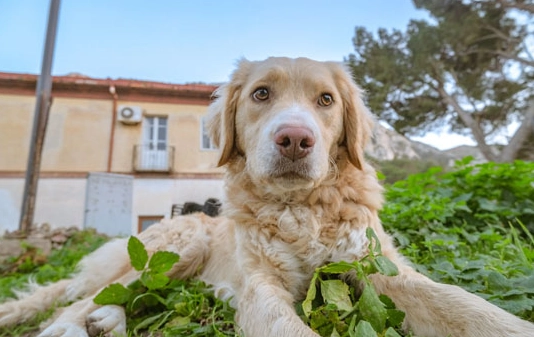 犬類口腔保健 犬類口腔保健