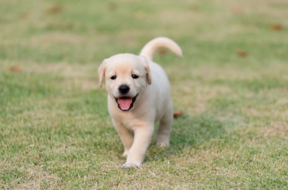 犬神經炎症狀 犬神經炎症狀