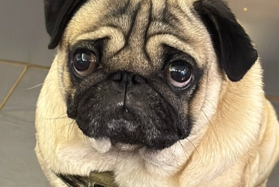 短鼻犬呼吸問題 短鼻犬呼吸問題