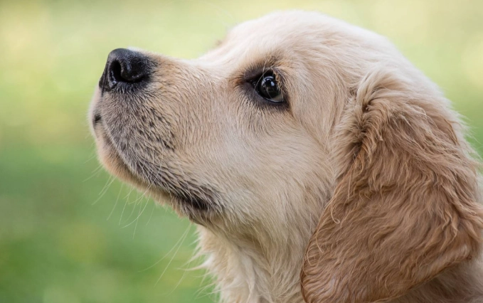 犬神經炎症狀 犬神經炎症狀