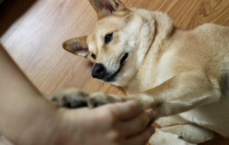 狗狗身上白點 狗狗身上白點