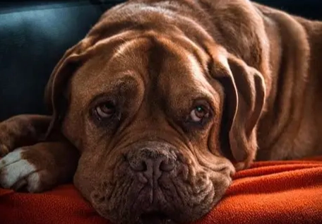 犬隻緊急症狀